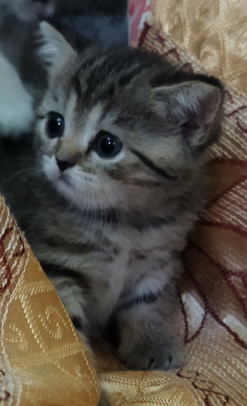 Шотландский котёнок девочка