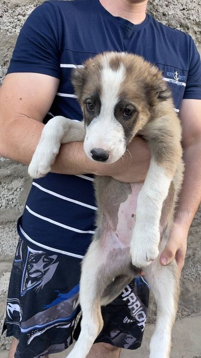 Щенки алабай мальчики