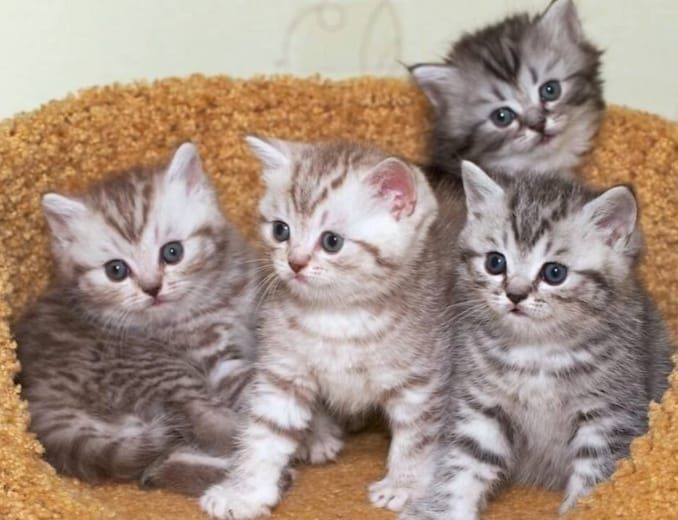 Котенок Скоттиш-фолд