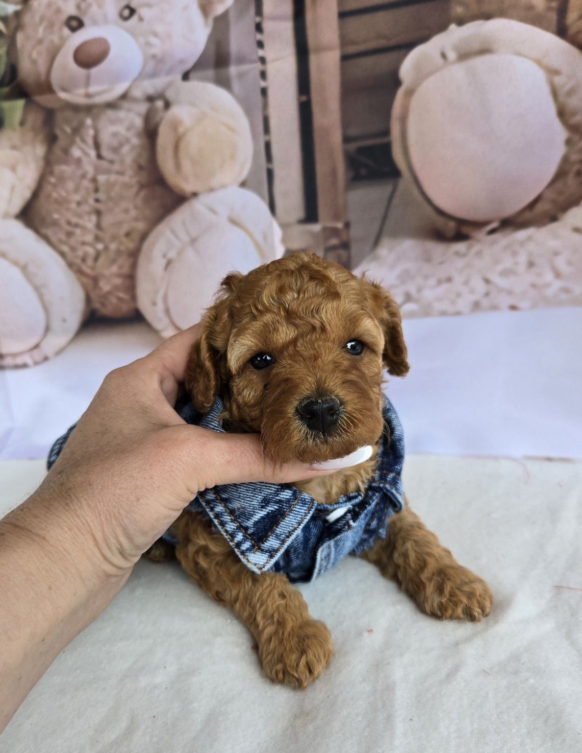 Пудел той Poodle toy с родословие