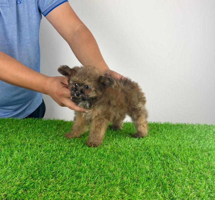 Pui Pomapoo de la părinții cu pedigree