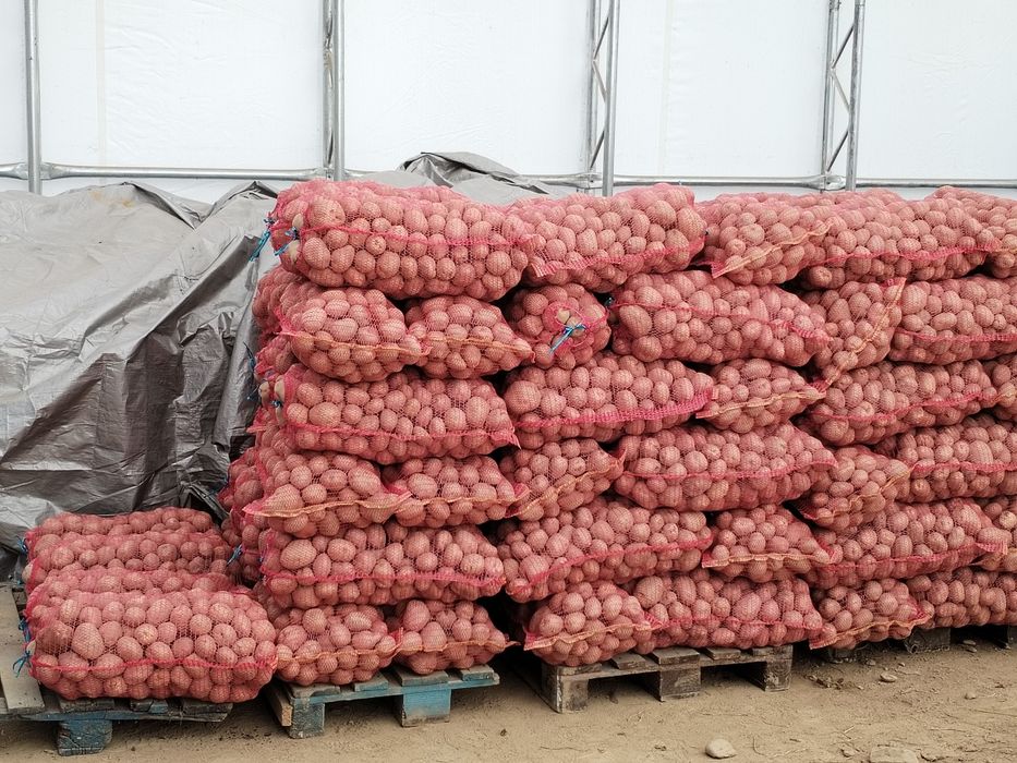 Cartofi de consum alb Marabel 1,5 lei și rosu Bellarosa 1,6 RON