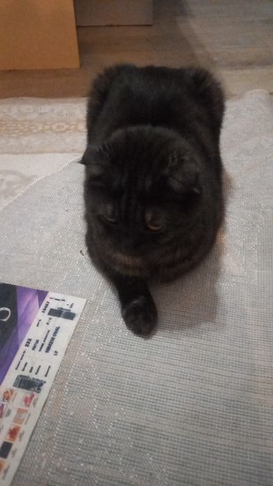 Отдам бесплатно кота, к лотку приучен