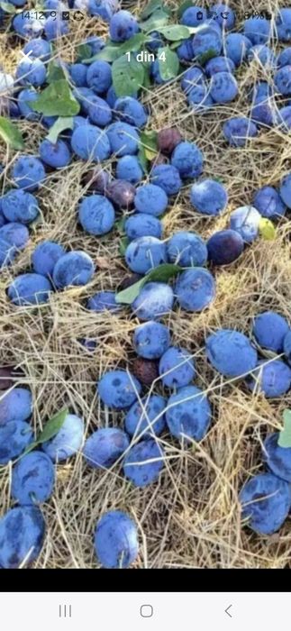 Vindem prune în cantități mari și mici cu transport inclus la domicili