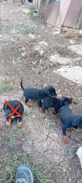 Ловджийски кученца на Месец и половина(Майка Гонче-Баща Барак)4 наличн