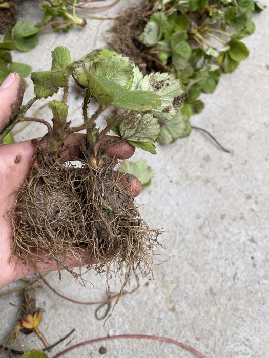 Продавам разсад ягоди