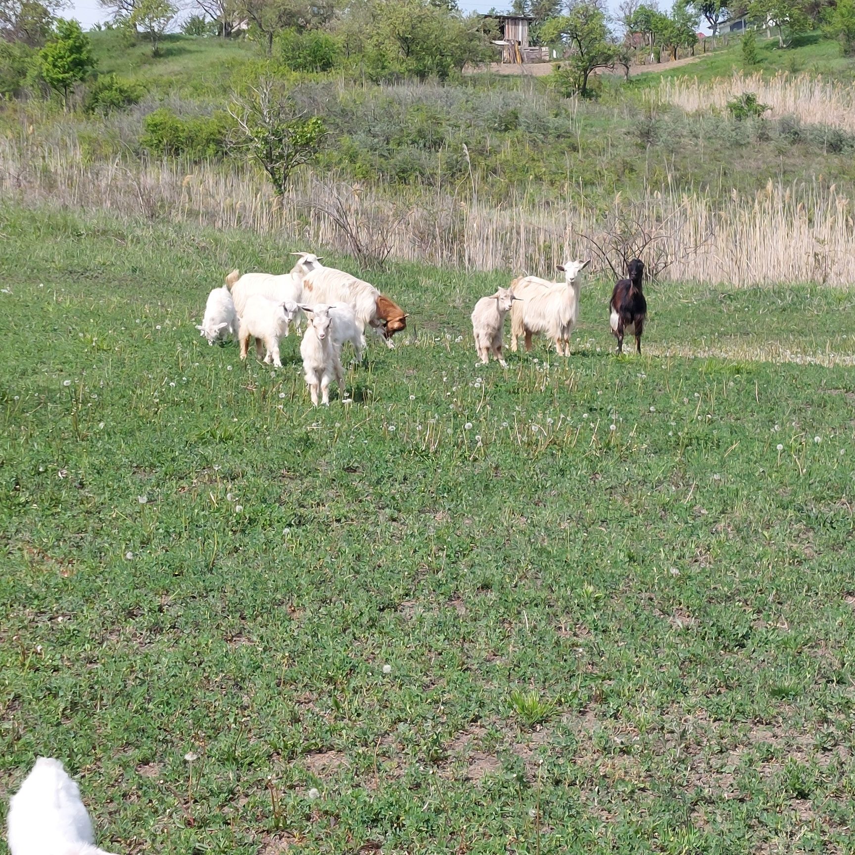 Vand capre și iezi