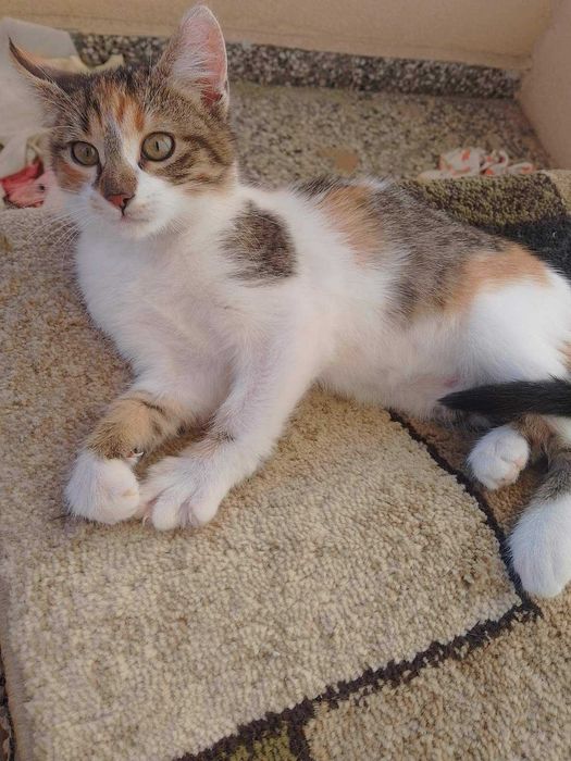 Две трицветни котета търсят своя добър и грижовен осиновител