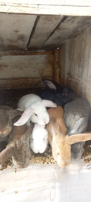 Iepurași de vânzare