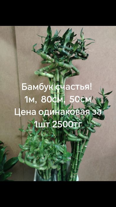 Бамбук счастья 50,70 см