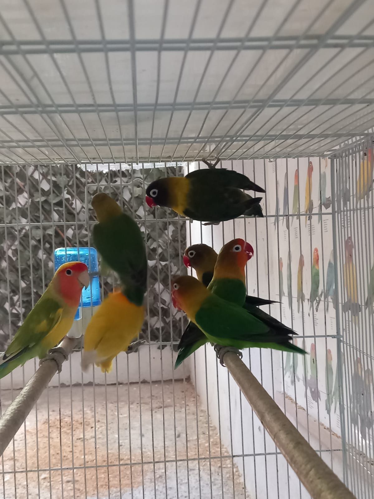Papagali agapornis amorezi