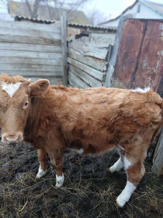 Сатылады. Саудасы бар.