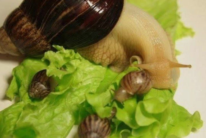 Продаю улитки ахатины