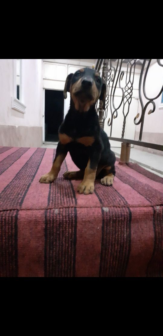 Doberman bolalariga OLDINDAN ZAKAZ OLAMIZ