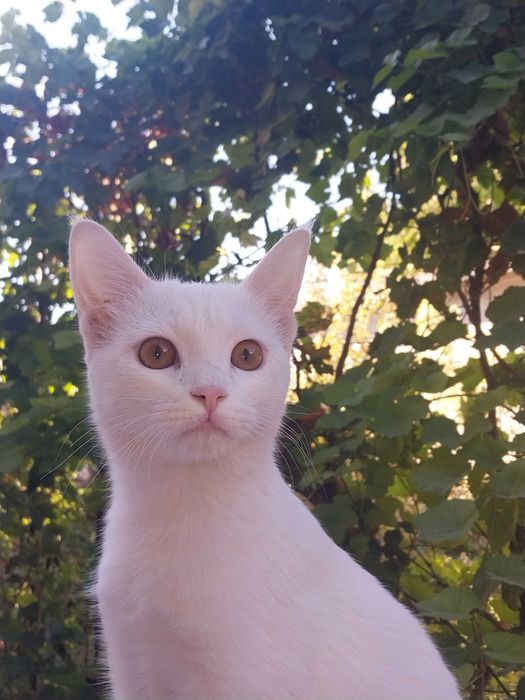 Продаём белого котенка в добрые руки