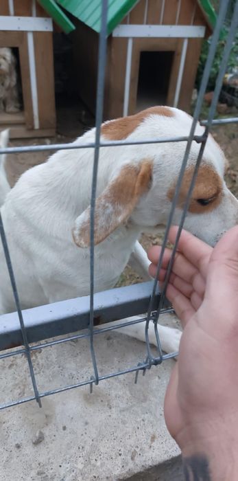 Donez câini pichinezi