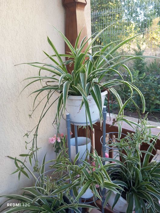Chlorophytum planta paianjen