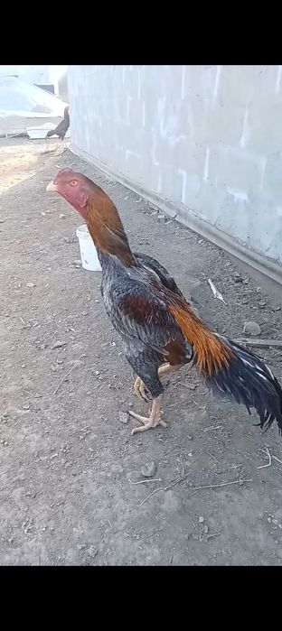 Шамо чистокровные дакан