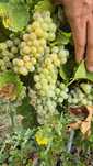 Struguri Muscat Ottonel