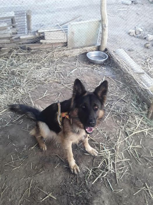 Длина шерс афчарка