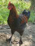 Marans negru aramiu