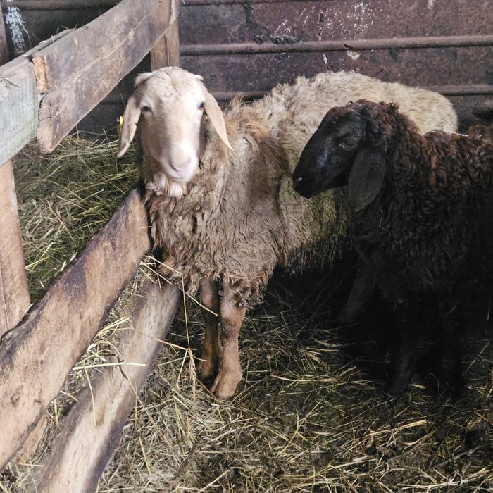 Продам курдючных кошкаров на племя