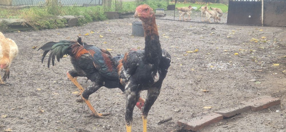 Cocosi malaezieni 2025