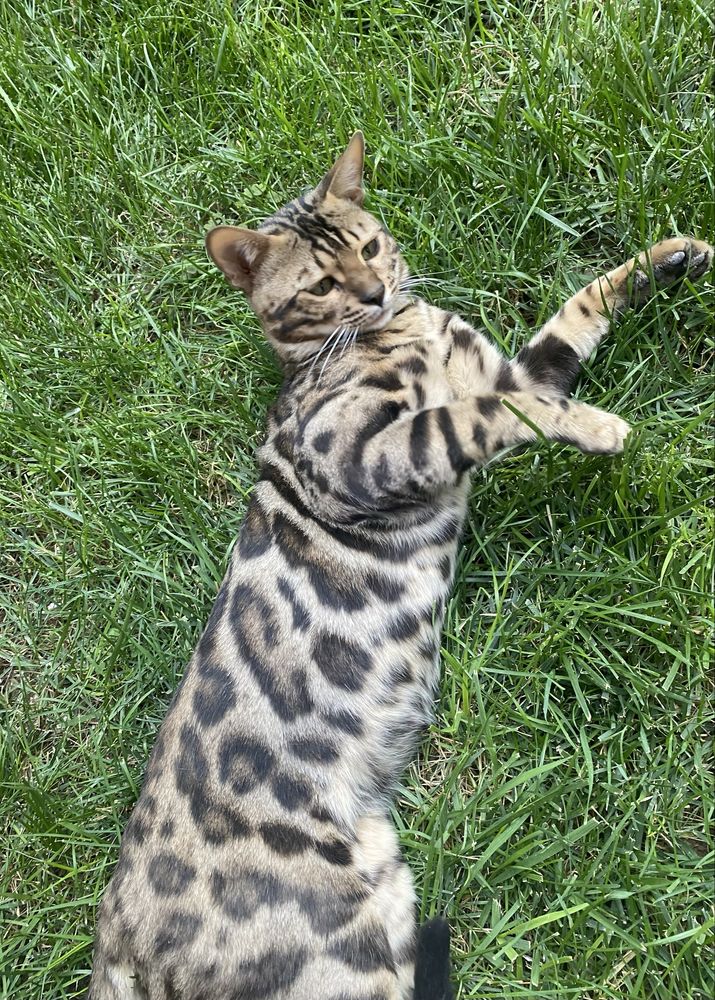 Бенгальский кот для вязки