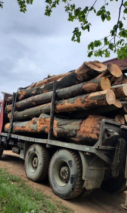 Foastana, scândură nuc si lemn de foc fag