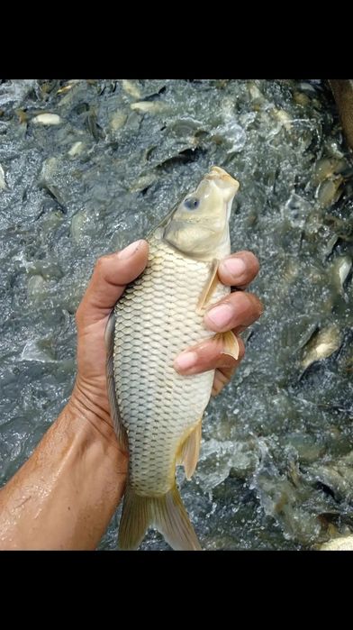 Baliq bor боқиш учун Баликлар балиқ рыби Даставка бор  УЗБ бўйлаб