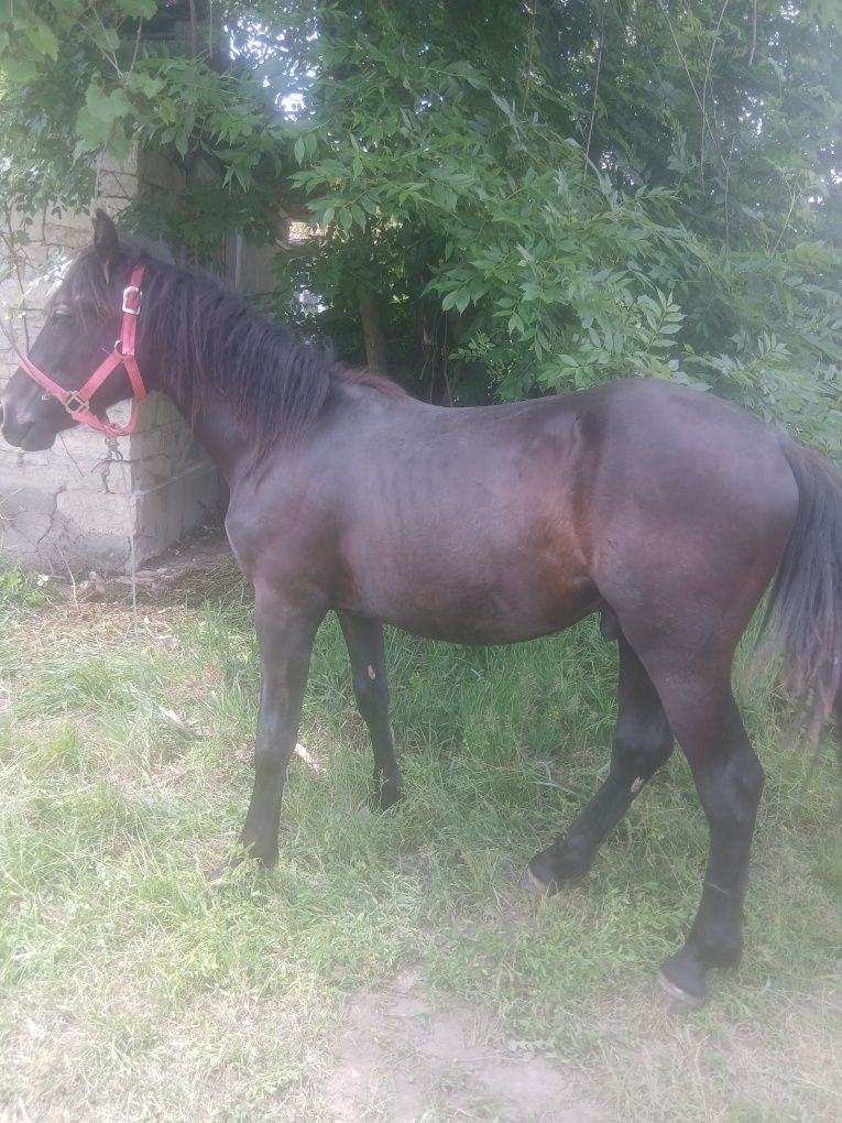 Vând mânz de un an mai multe detalii la telefon