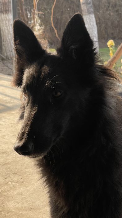 Продается собака породистая кому интересно