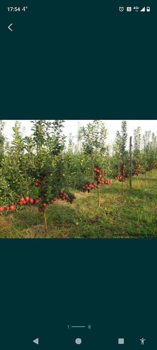Pomi fructiferi, vița de vie cu un larg asortiment de soiuri și specii