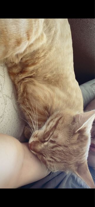 Donez pisica foarte iubitoare (baiețel)