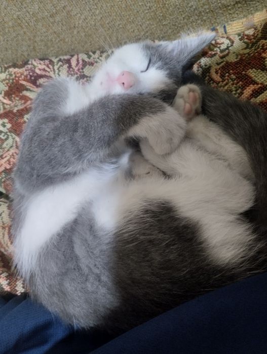 Отдам в хорошие руки котенка