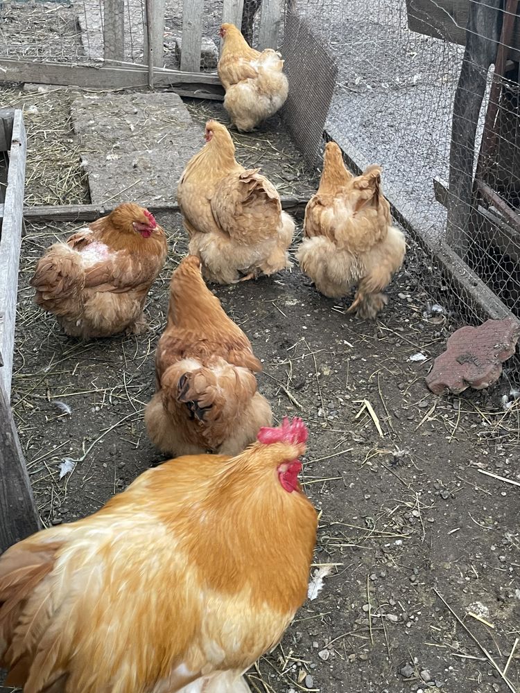 Vand oua incubat de la gaini rasa Cochinchina  urias pe galben.