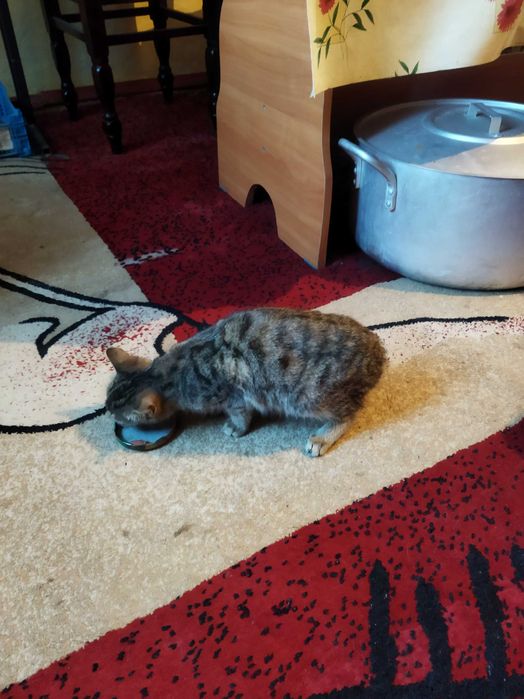 Котенок отдам в хорошие руки