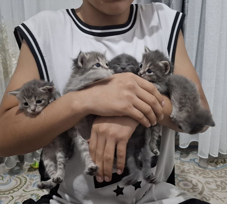 Котята в добрые руки