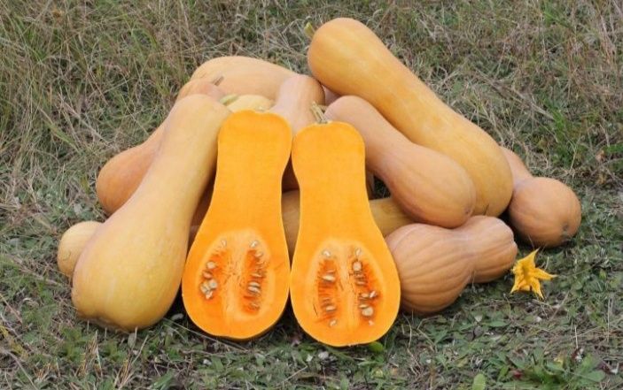 Тыква домашняя мускатная