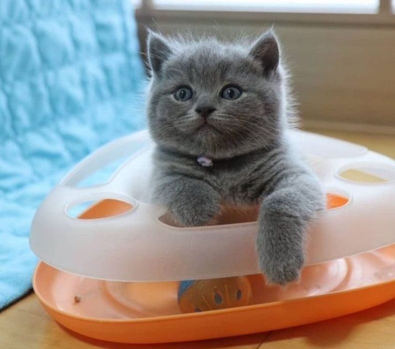 British Shorthair Blue