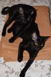Dau 2 pisici spre adoptie