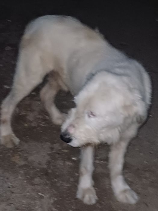 Cauta căsuța nouă