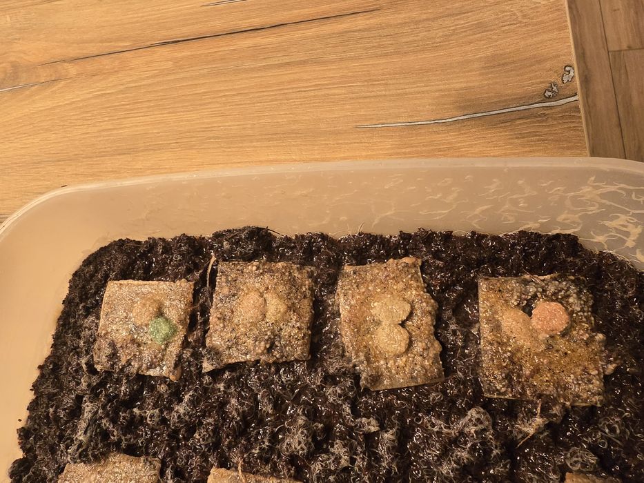 Cultura microviermi, grindale