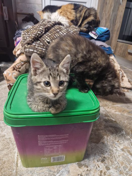 Donez doua pisicute. Au in jur de 4 luni