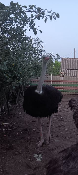 De vânzare familie de struti Africani .