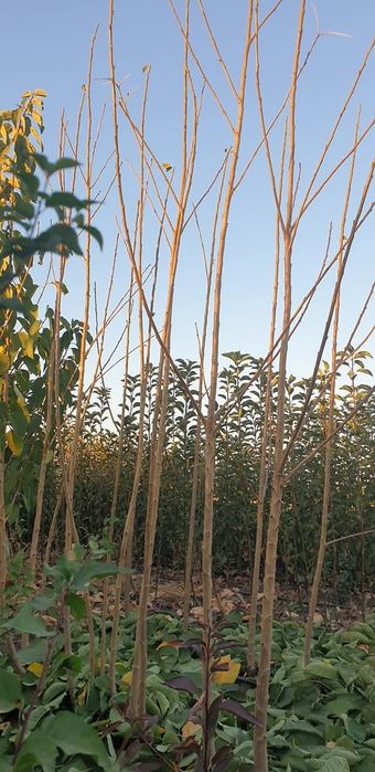 Producător butasi vita de vie