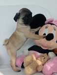 femela pug cu pedigree