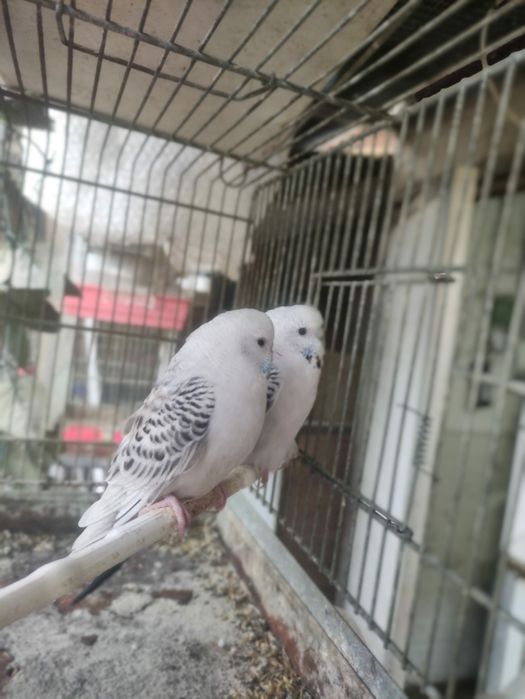 Diferite specii papagali și canari