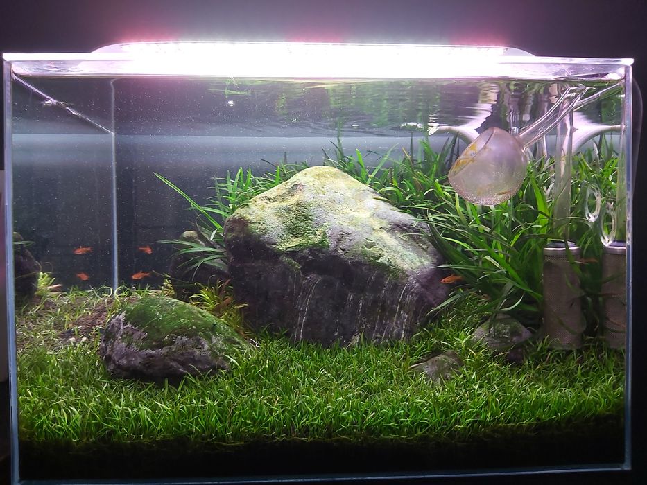 Plante acvariu - Low tech, moss, raritati, fara CO2, etc.