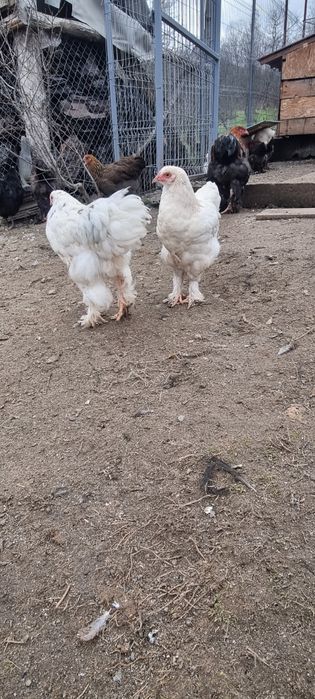 Vând cocosi brahma potarnichiu si citiți descrierea